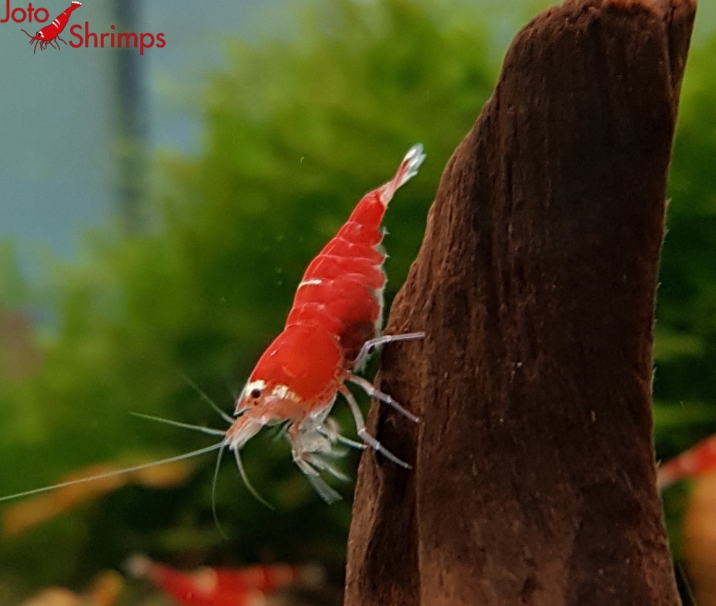 Super Crystal Red